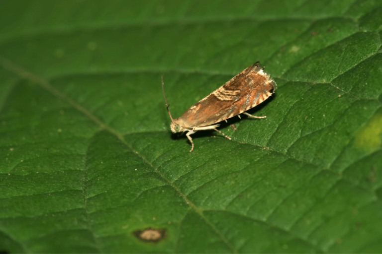 Como Identificar, Prevenir e Controlar Infestações de Traças Domésticas ...